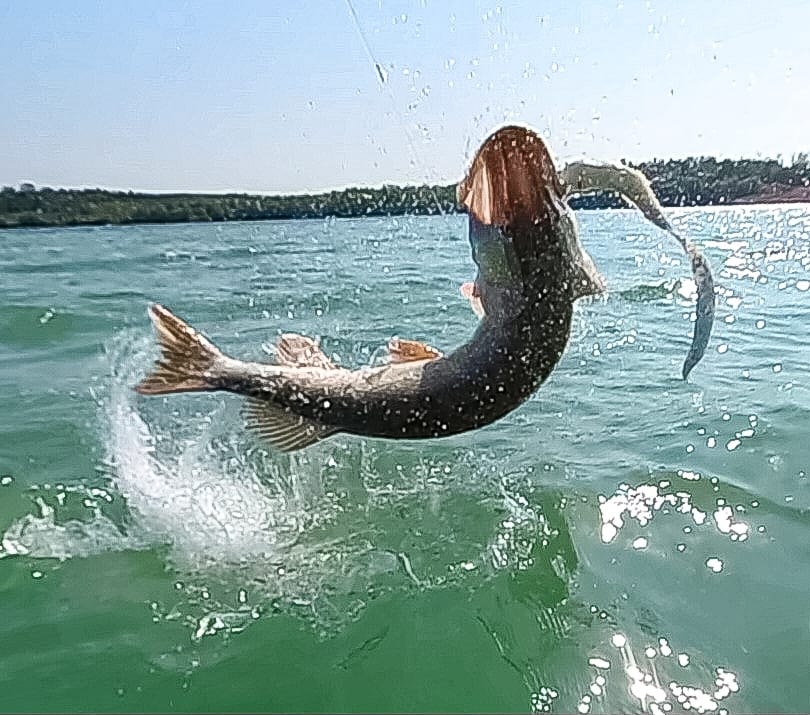 Channa Tail